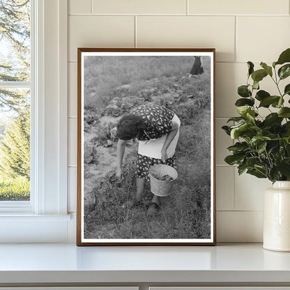 Woman Picking Chili Peppers in Taos County 1939