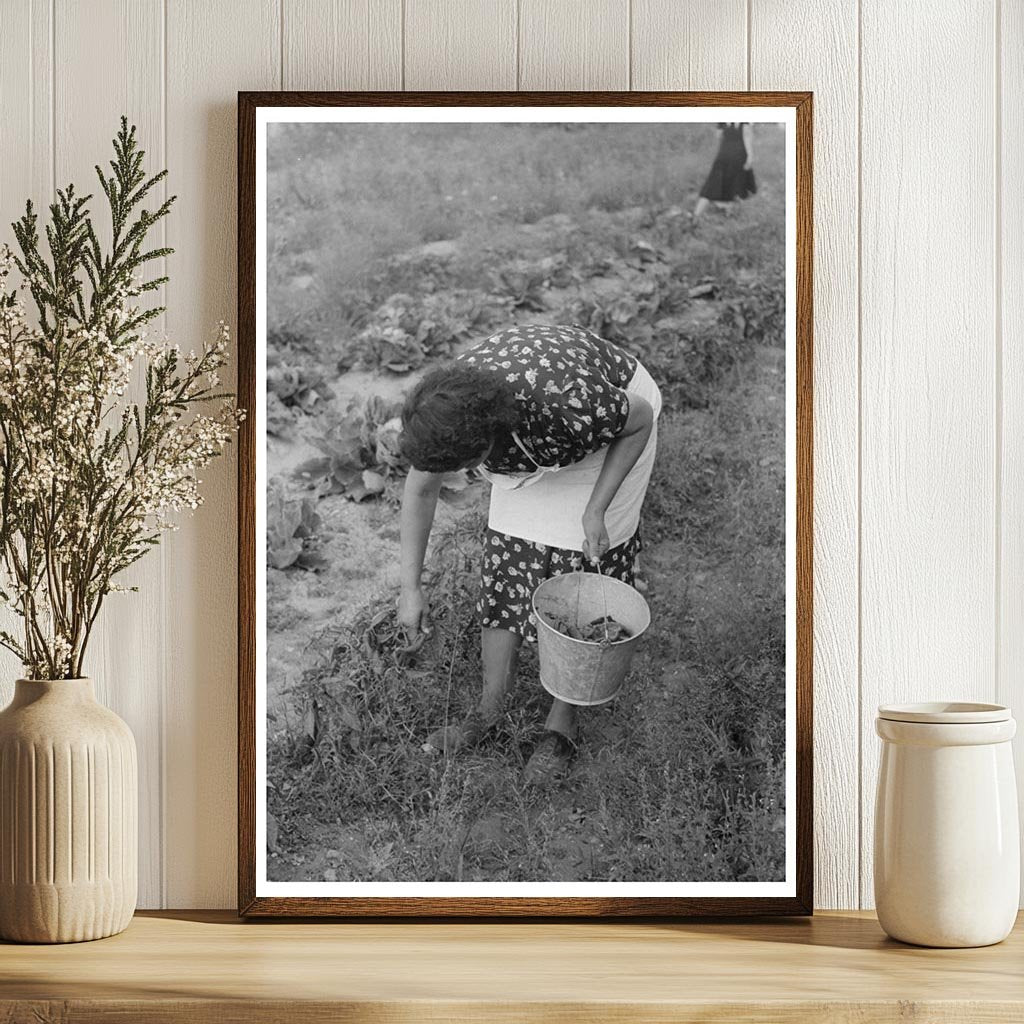 Woman Picking Chili Peppers in Taos County 1939