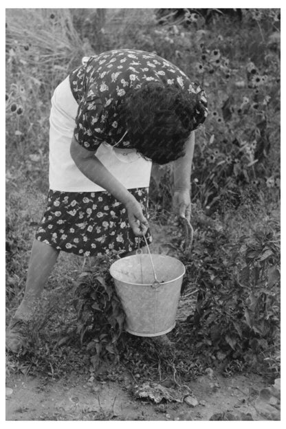 Ofelia Sandoval Picking Chili Peppers Taos County 1939