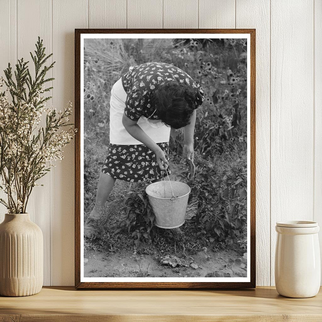 Ofelia Sandoval Picking Chili Peppers Taos County 1939