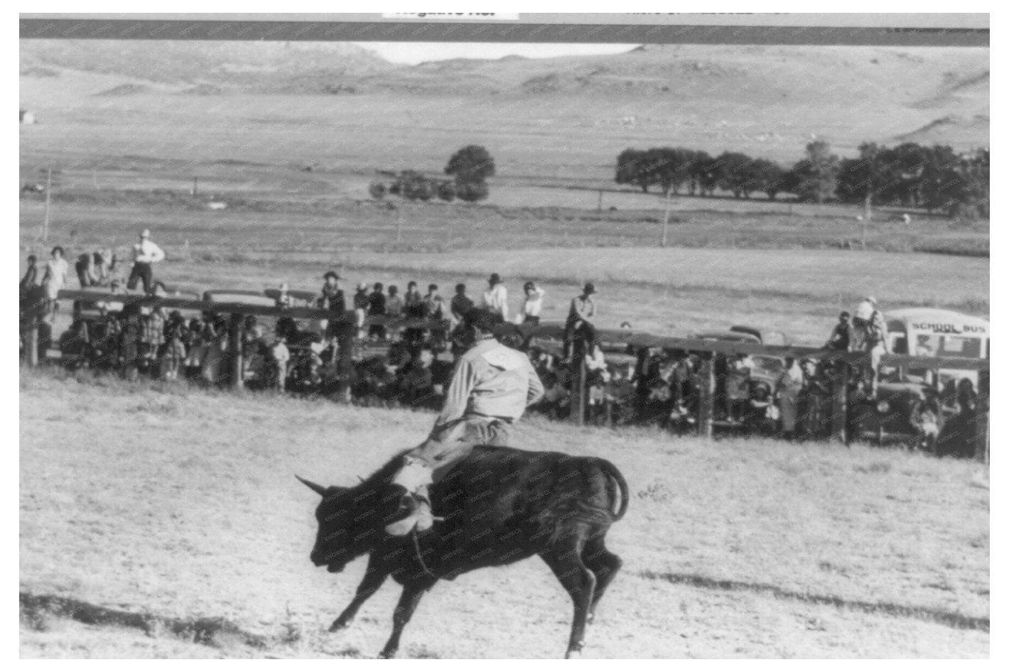 Cowboy Riding Steer at Bean Day Rodeo 1939