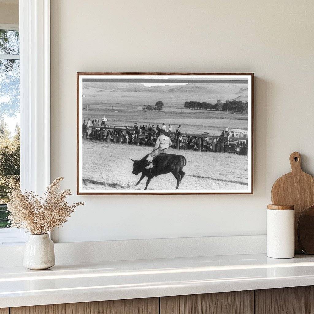 Cowboy Riding Steer at Bean Day Rodeo 1939