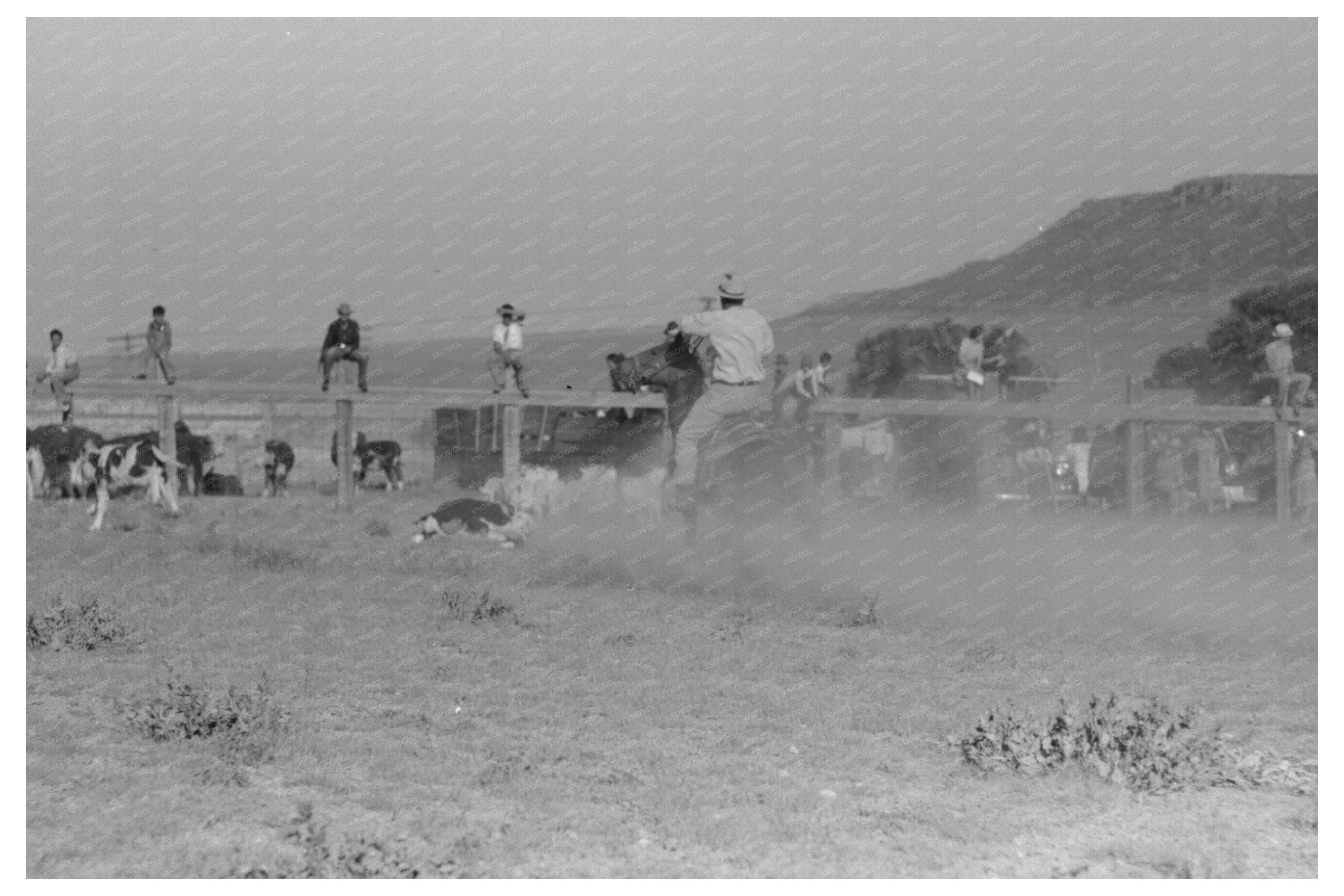 Cowboy Roping Calf at Bean Day Rodeo 1939