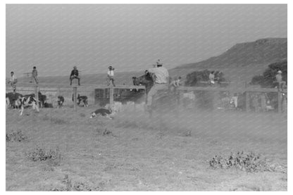 Cowboy Roping Calf at Bean Day Rodeo 1939