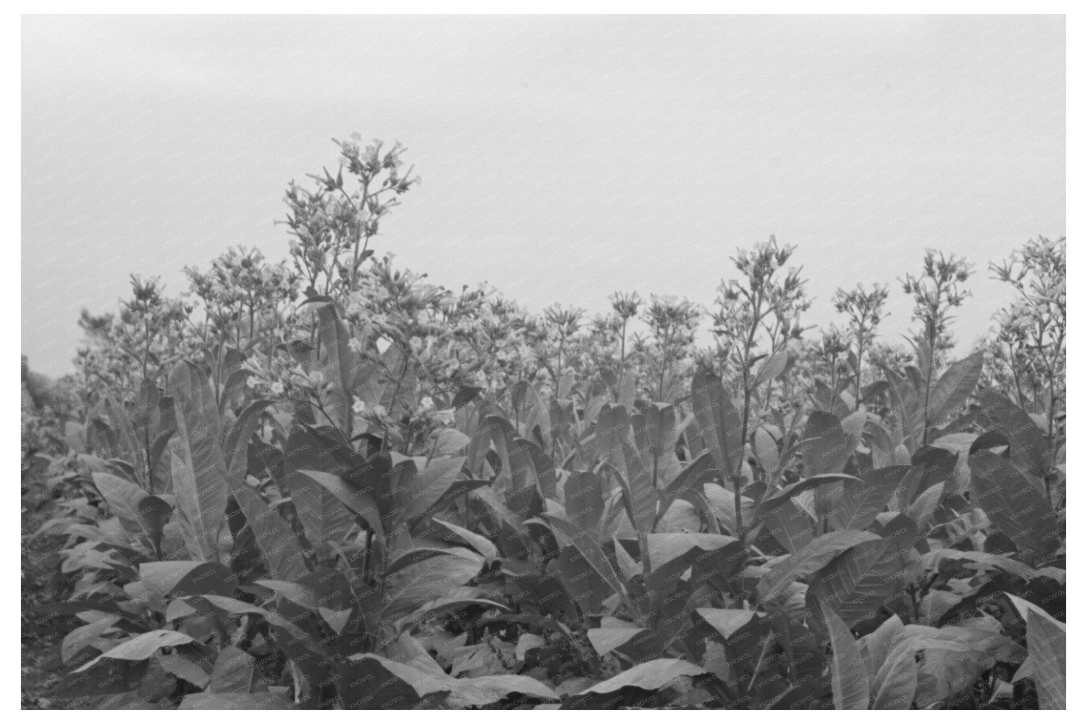 Flowering Tobacco Field in Connecticut October 1939