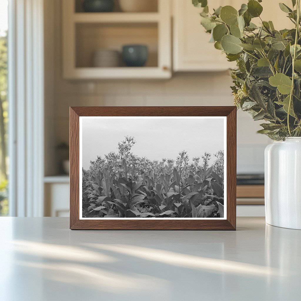 Flowering Tobacco Field in Connecticut October 1939