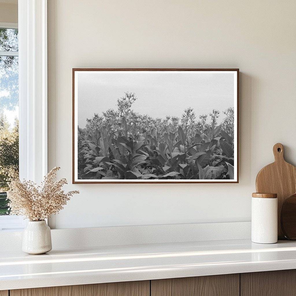 Flowering Tobacco Field in Connecticut October 1939