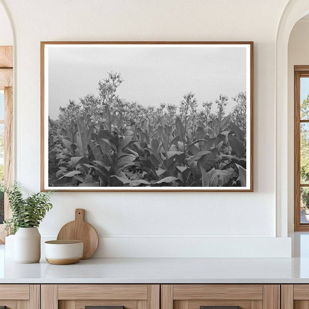 Flowering Tobacco Field in Connecticut October 1939