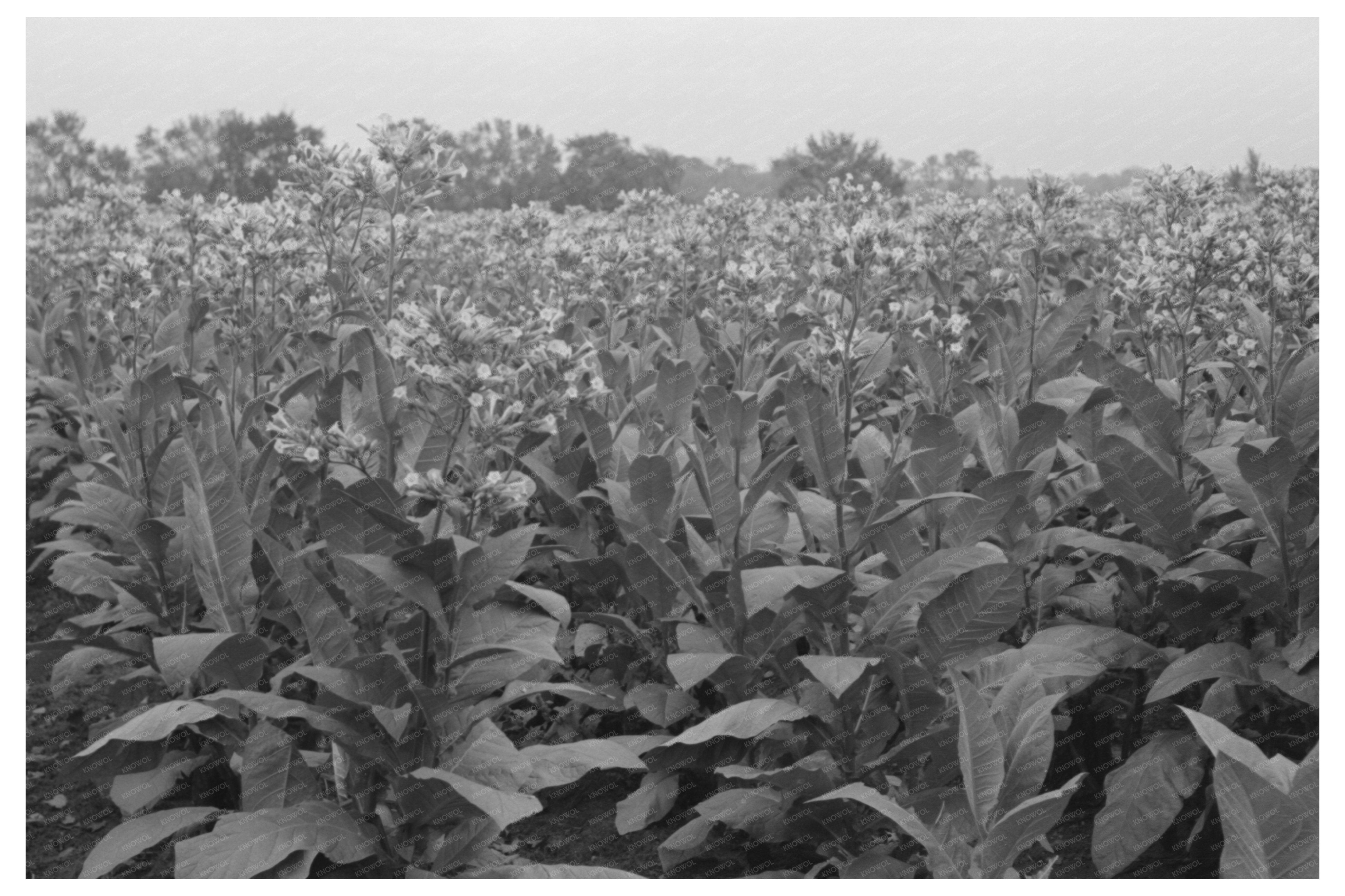 Flowering Tobacco Field in Berlin Connecticut 1939