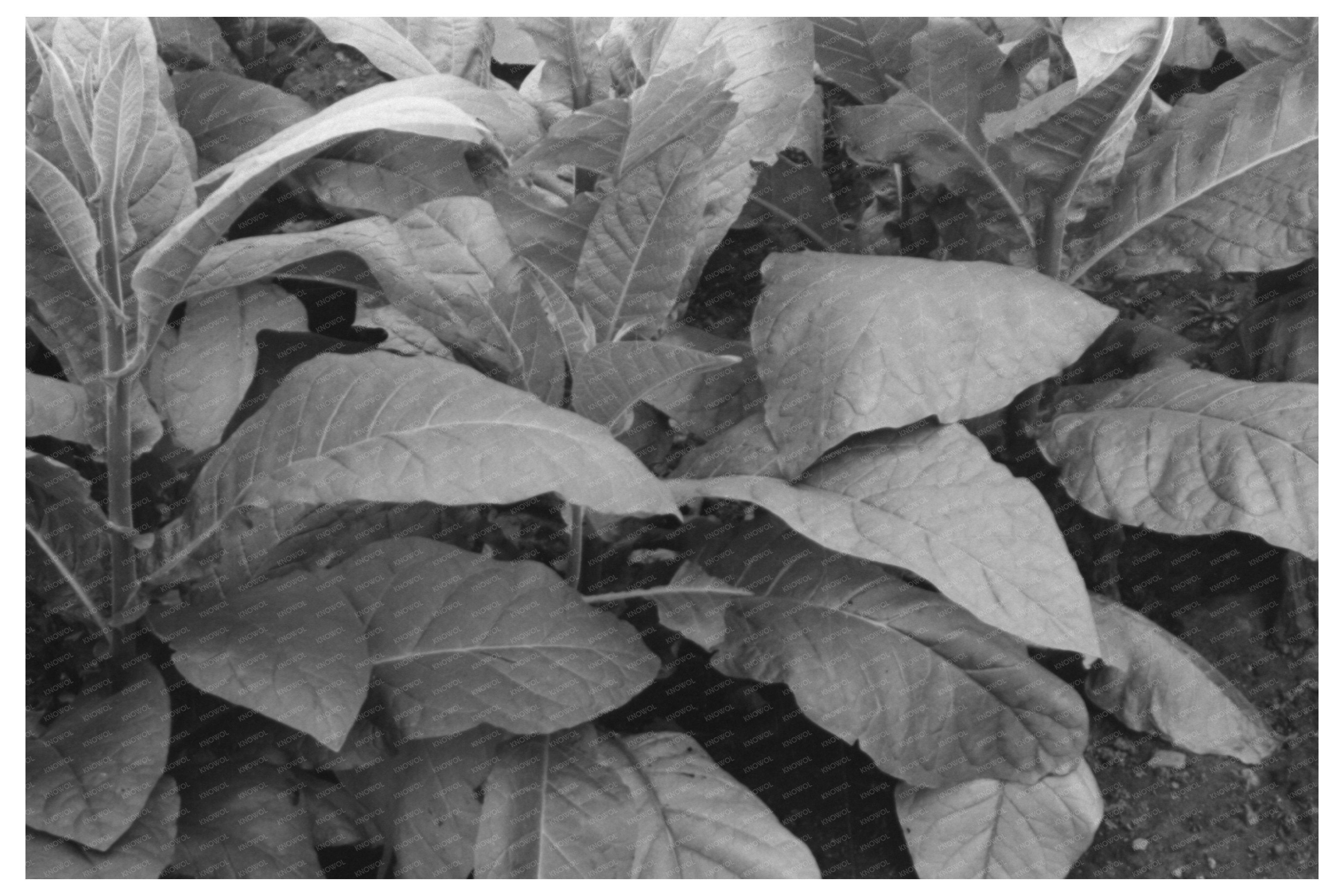 Tobacco Cultivation near Berlin Connecticut October 1939