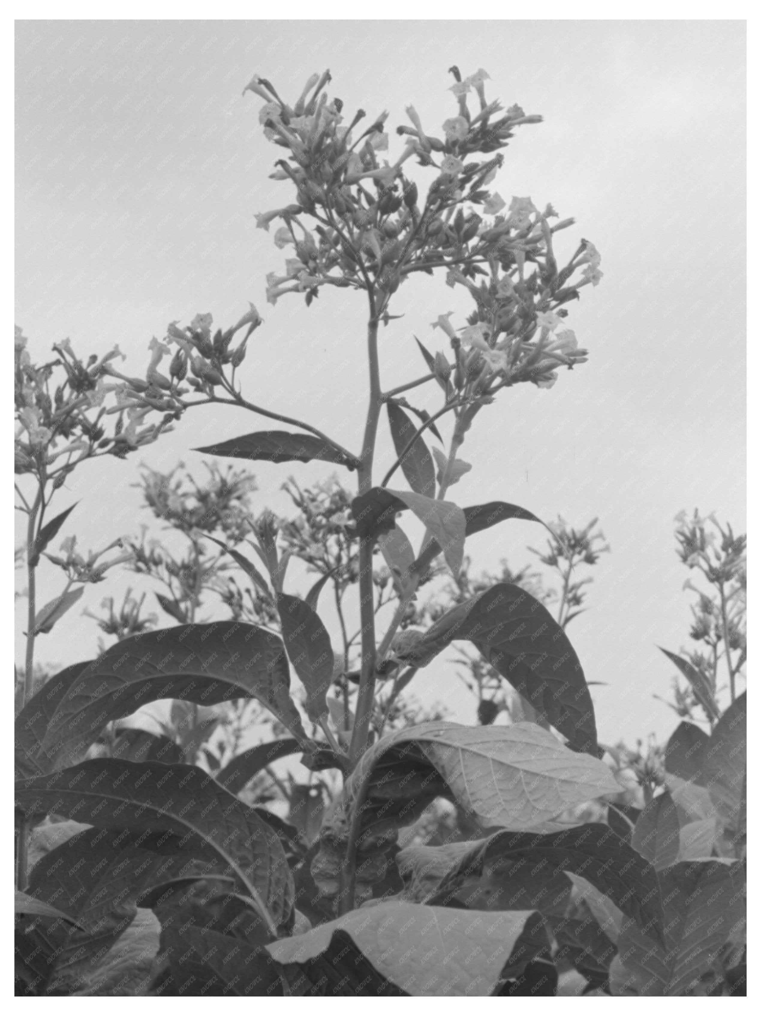 Flowering Tobacco Plants in Berlin Connecticut 1939