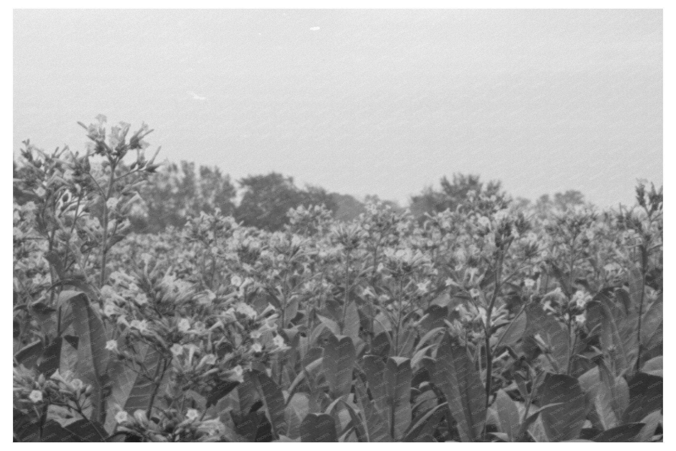 Tobacco Field Near Berlin Connecticut October 1939