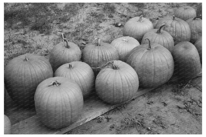 Pumpkins on Roadside in Berlin Connecticut October 1939