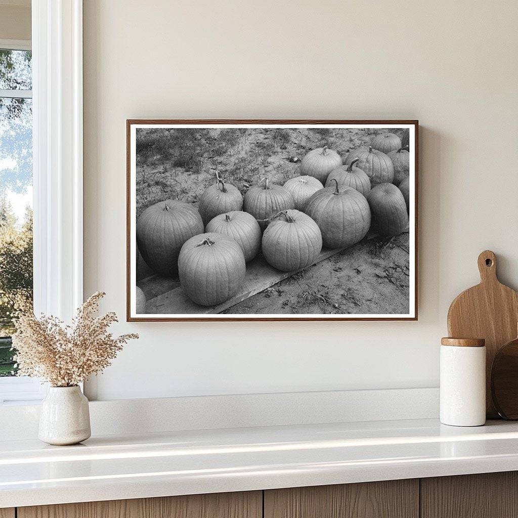 Pumpkins on Roadside in Berlin Connecticut October 1939