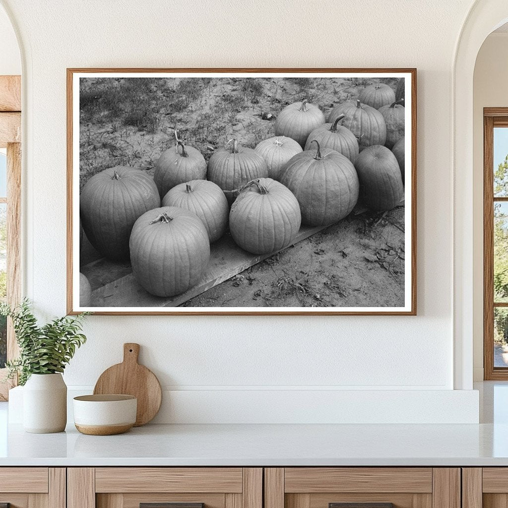 Pumpkins on Roadside in Berlin Connecticut October 1939