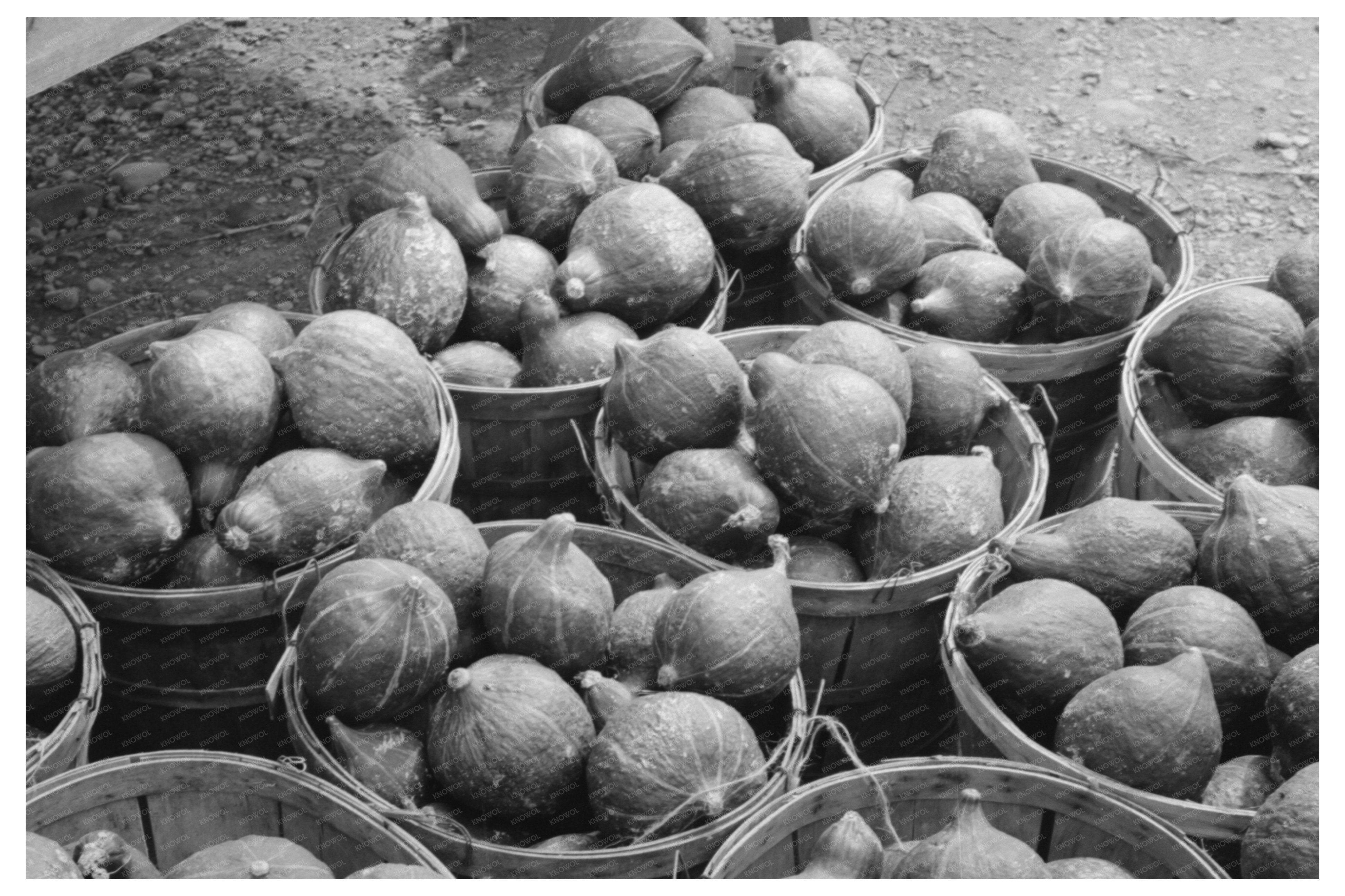 Hubbard Squash Display Berlin Connecticut October 1939