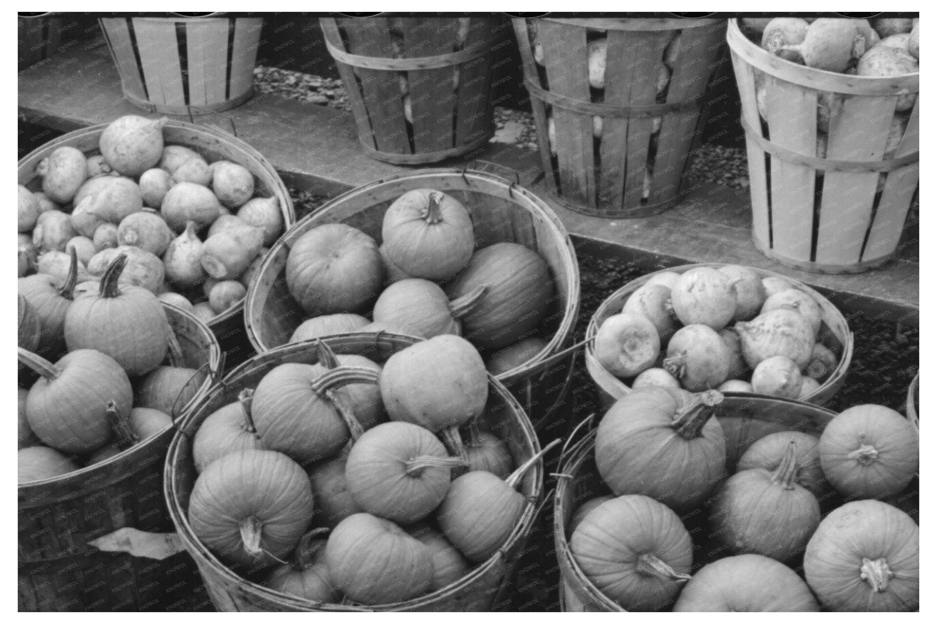 Connecticut Pumpkins and Turnips October 1939