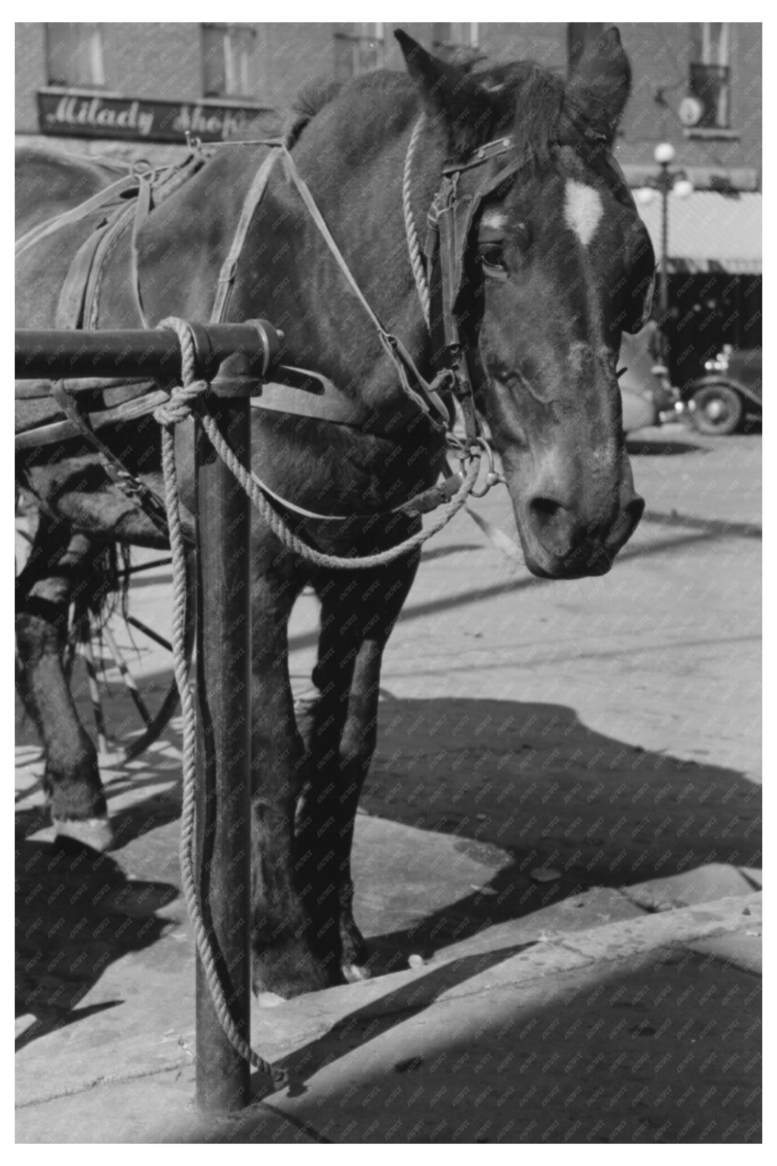 Horse Tied in Bradford Vermont October 1939