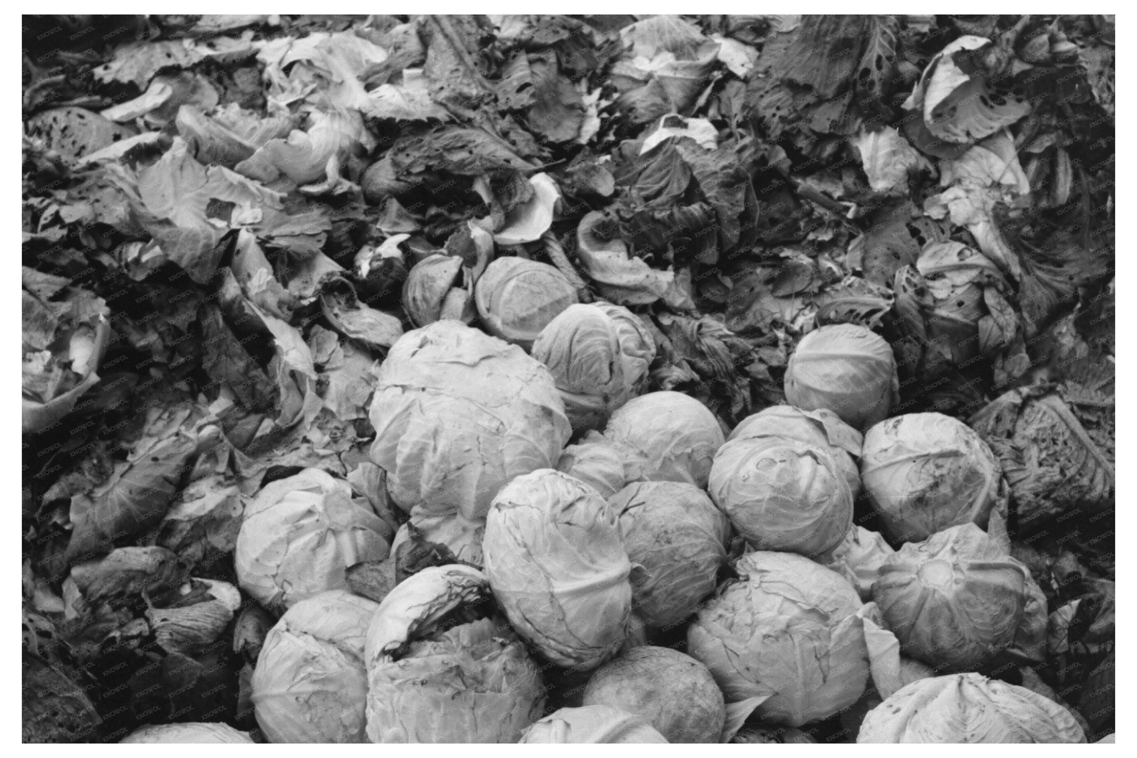 Market Scene with Cabbages in Greenfield 1939