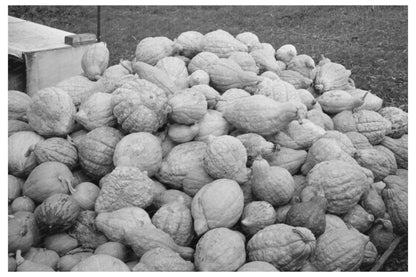 Vintage 1939 Roadside Stand Selling Squash in Berlin CT