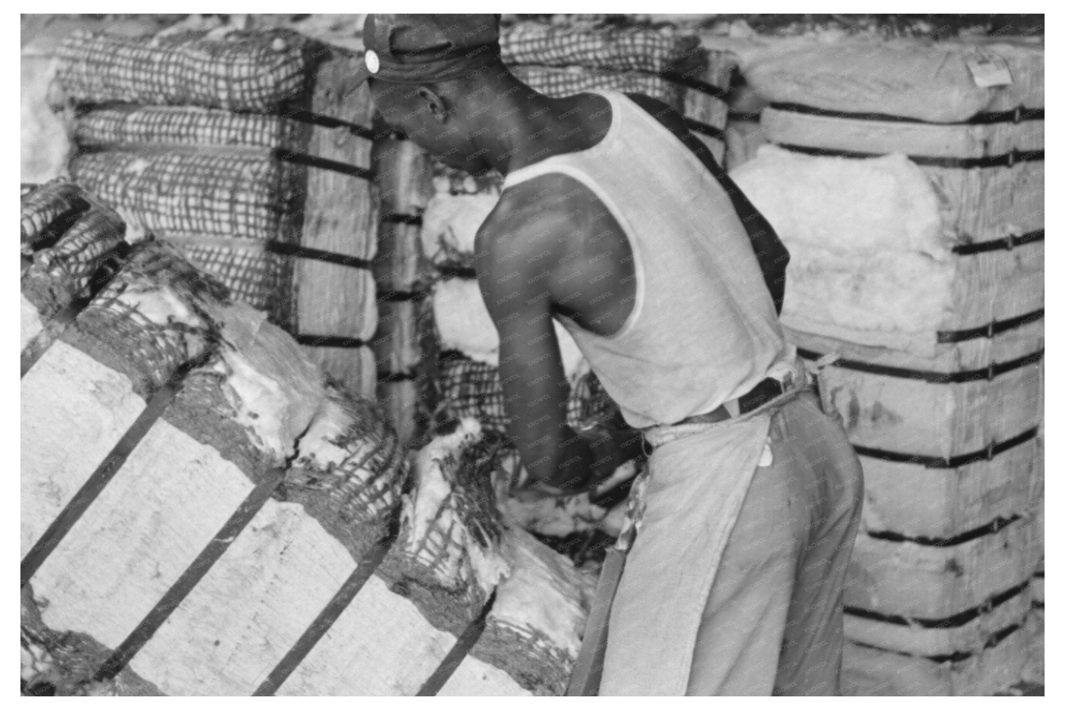 Houston Man Sampling Cotton Bale October 1939