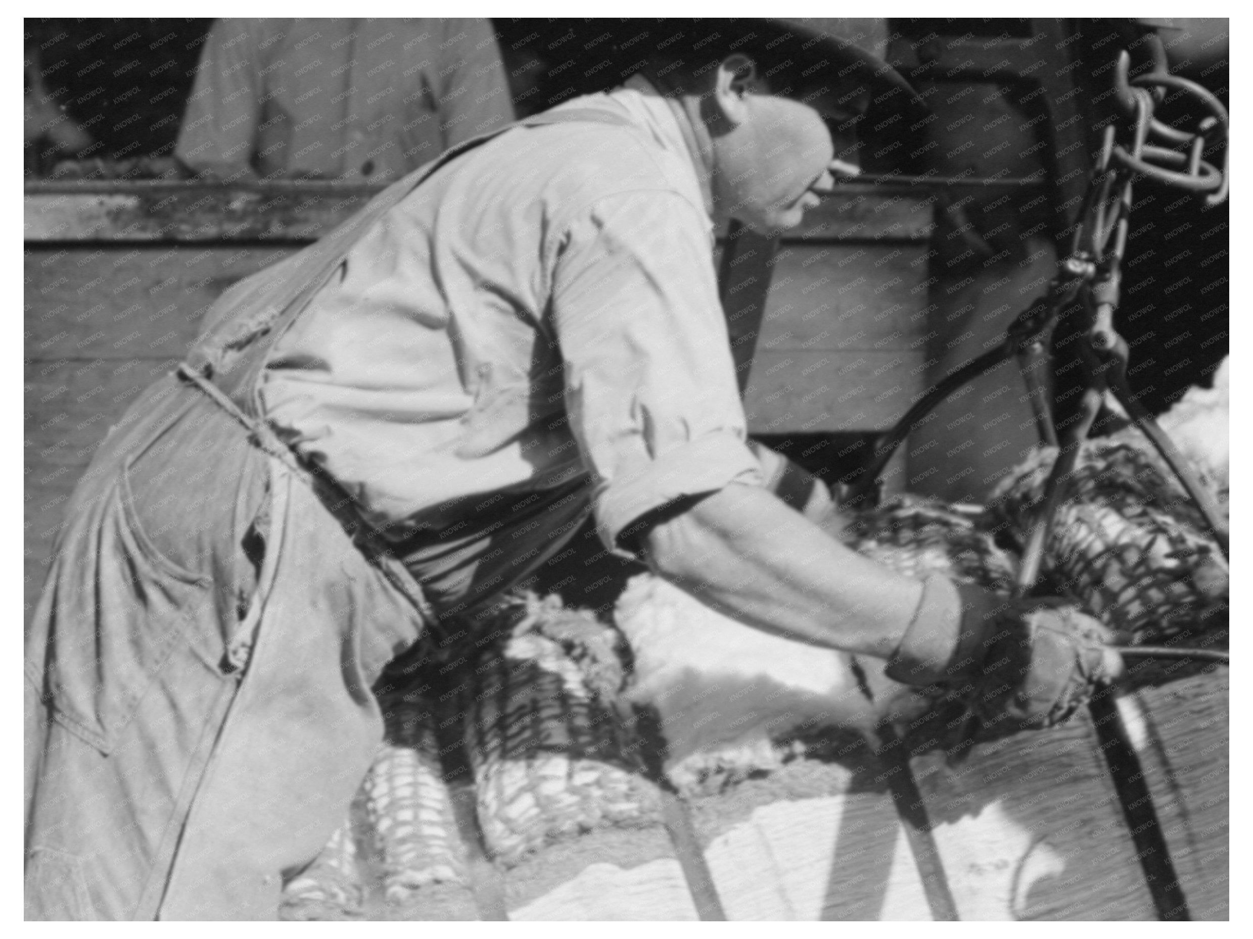 Workers Attaching Grappling Hooks to Cotton Bale 1939