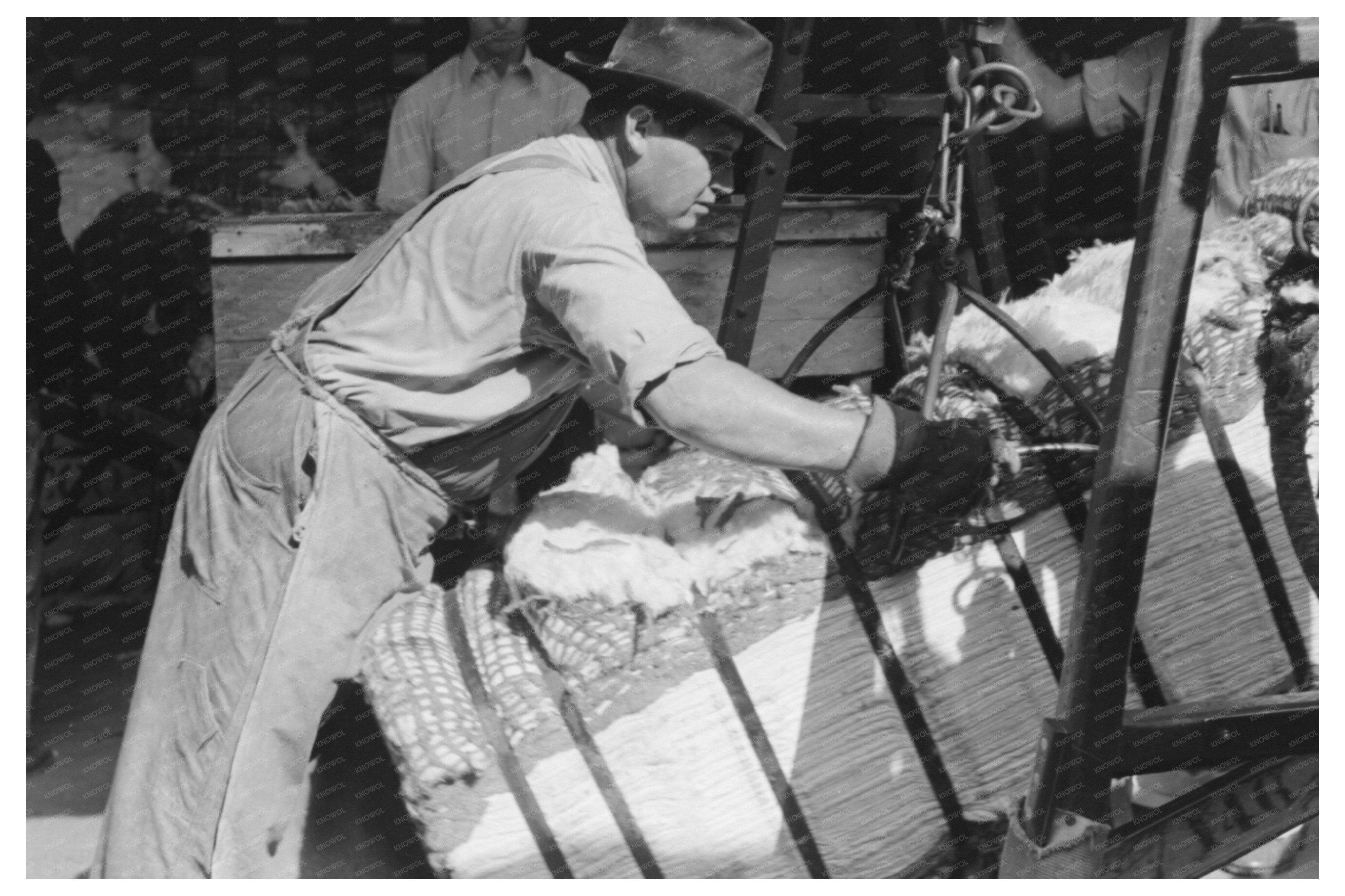 Grappling Hooks on Cotton Bale Houston Texas 1939