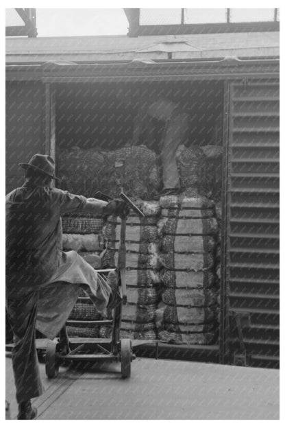 Unloading Cotton Bale in Houston Texas October 1939