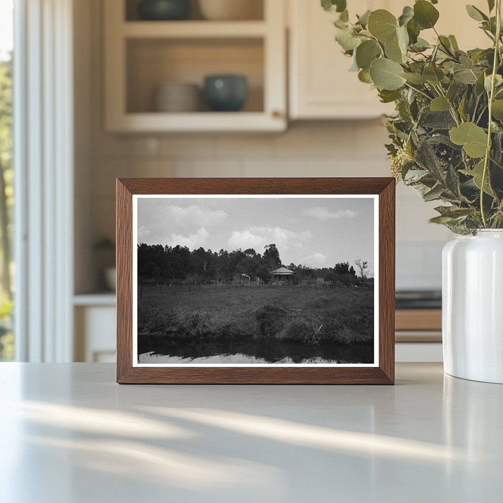 Houston Bayou Trees and Moss Vintage Photo 1939