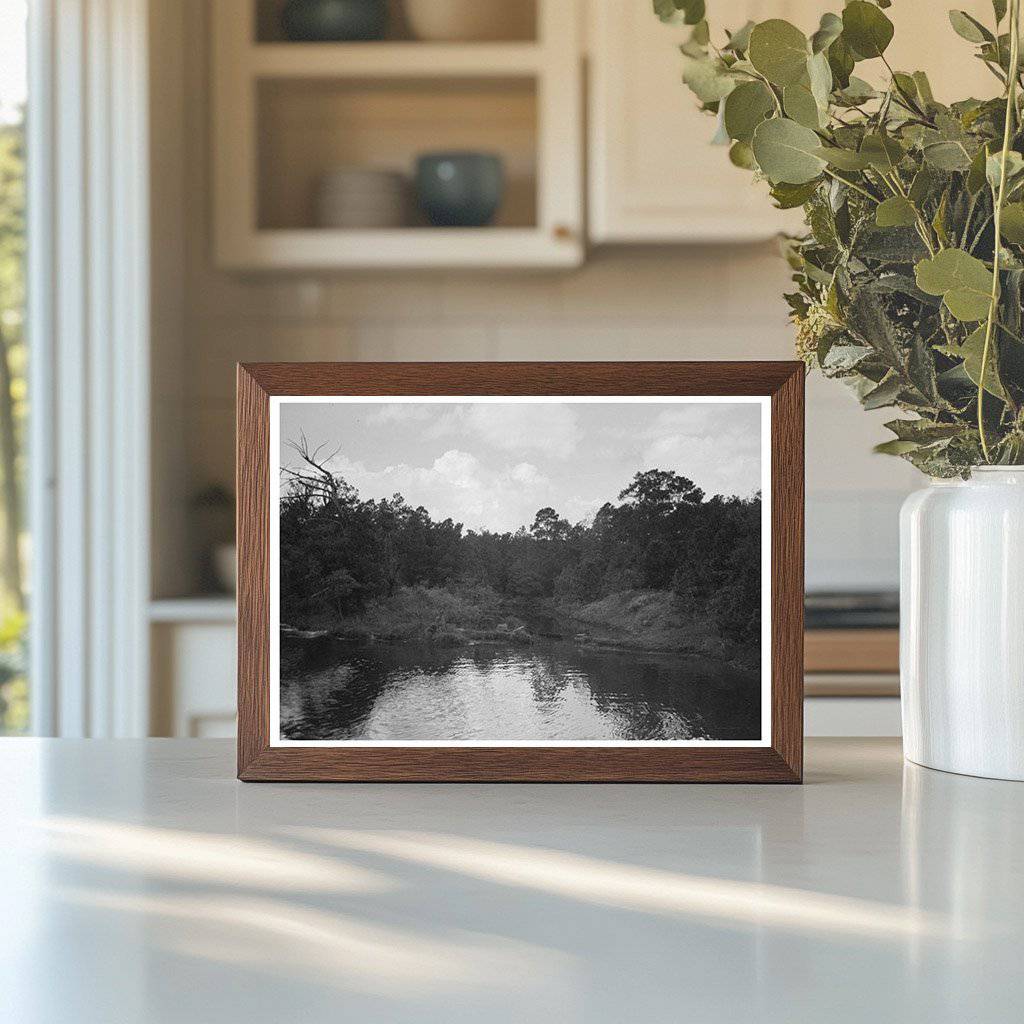 Bayou Trees and Moss Houston Texas October 1939