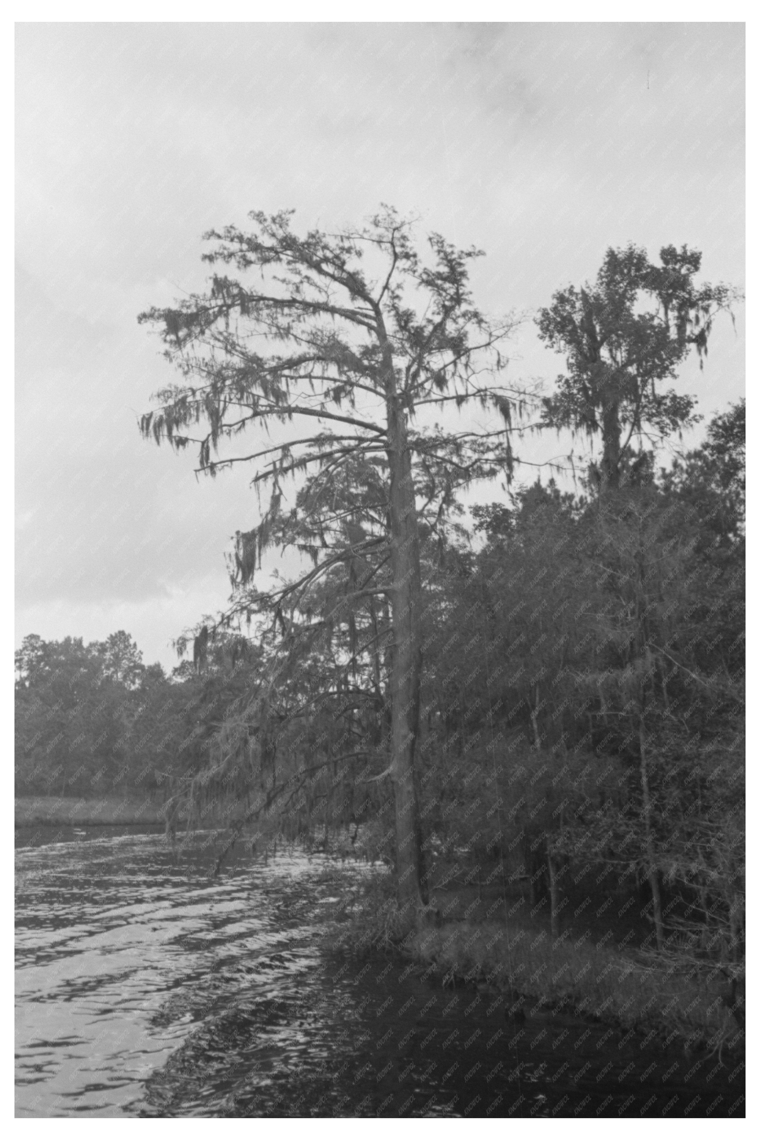 Trees and Moss Along Bayou Houston Texas October 1939