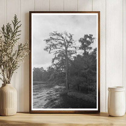 Trees and Moss Along Bayou Houston Texas October 1939