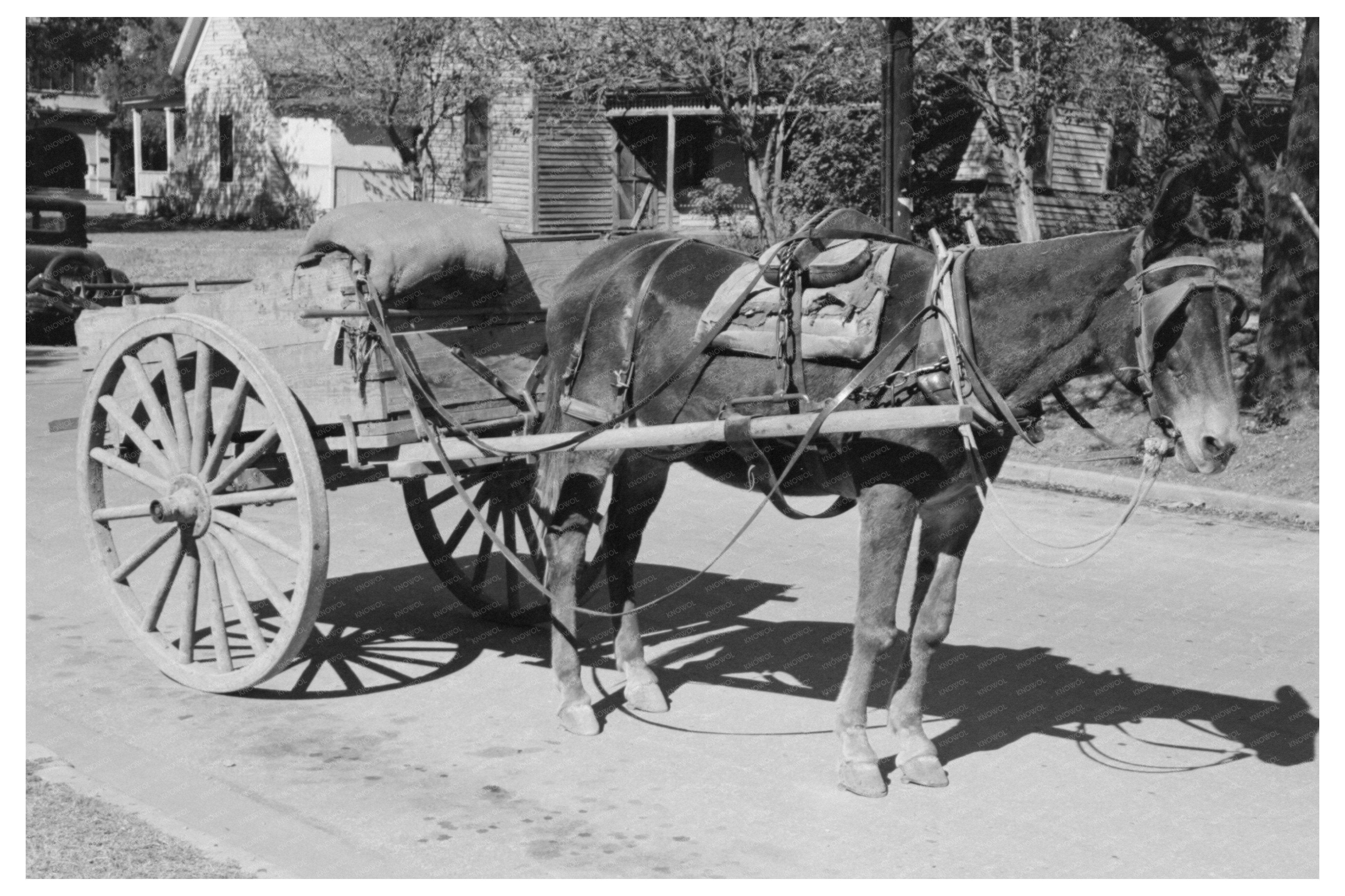 Horse and Wagon in Taylor Texas October 1939