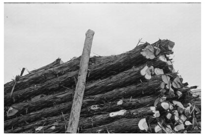 Vintage Truckloads of Fence Posts Clifton Texas 1939