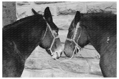 Mules in Brownwood Texas Agricultural Life 1939