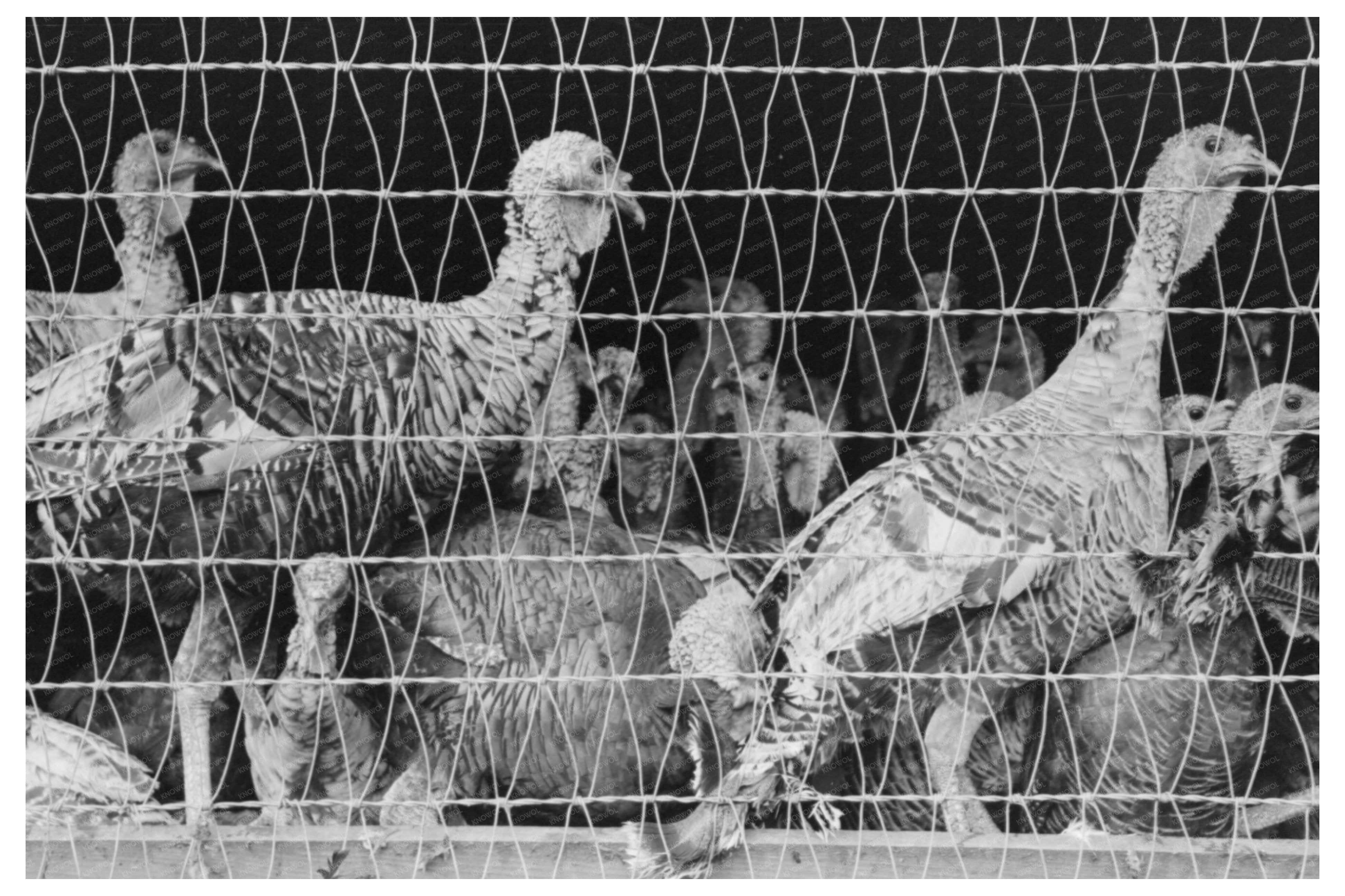 Turkeys at Poultry Cooperative Brownwood Texas 1939