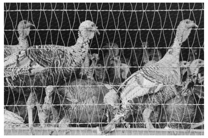 Turkeys at Poultry Cooperative Brownwood Texas 1939