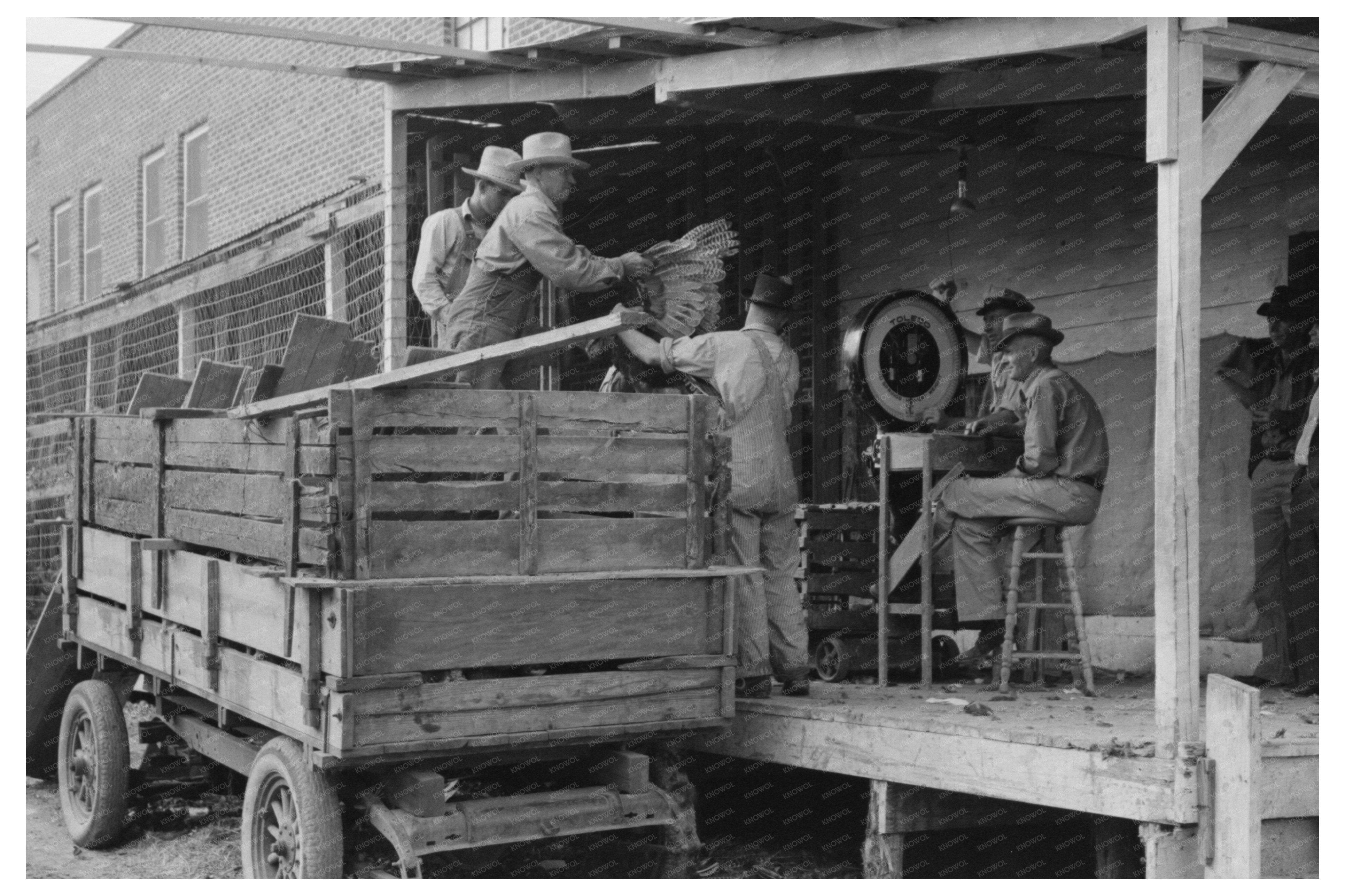 Turkeys Unloaded at Poultry Cooperative Brownwood Texas 1939