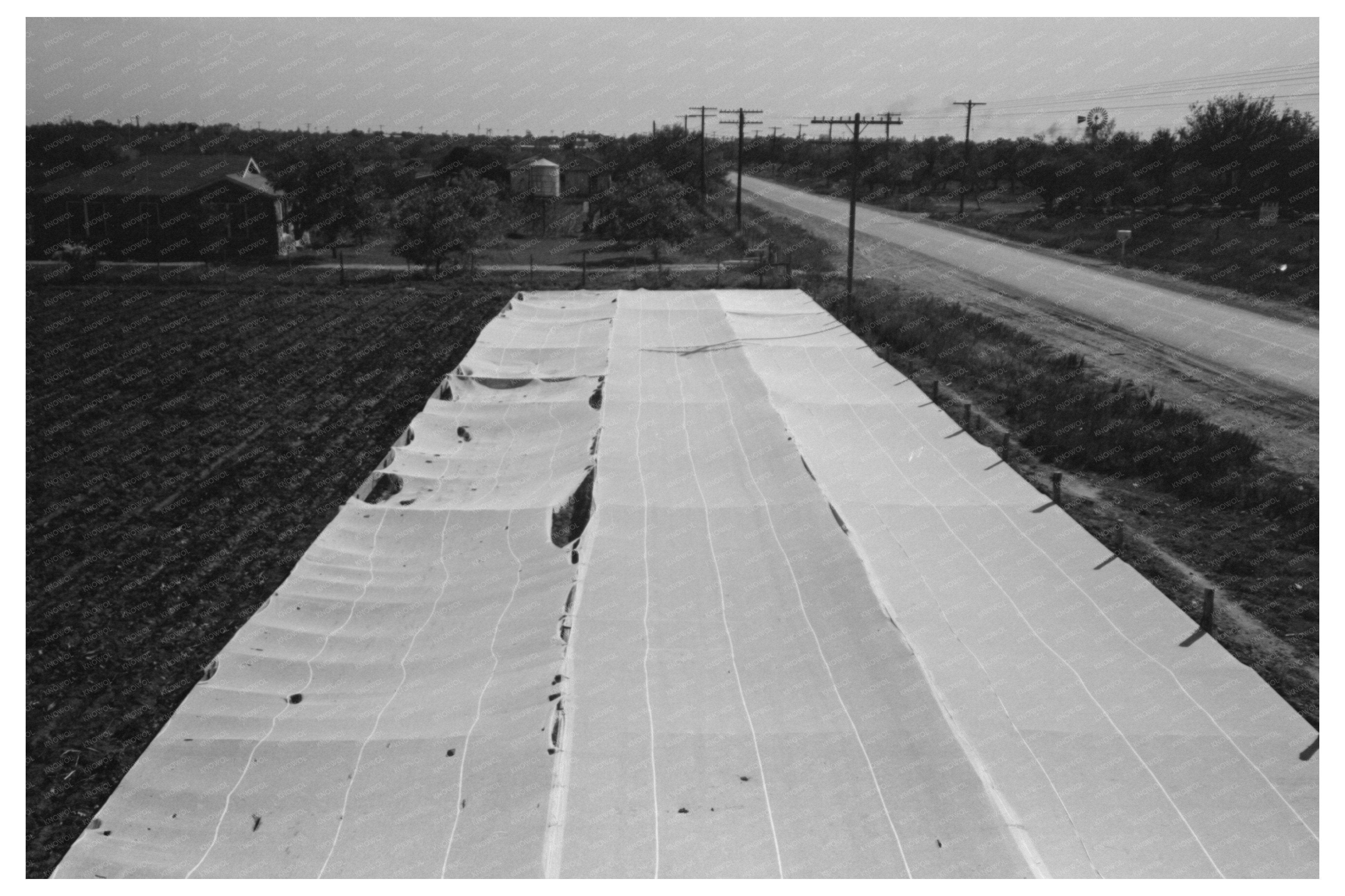 Garden on Truck Farm San Angelo Texas November 1939