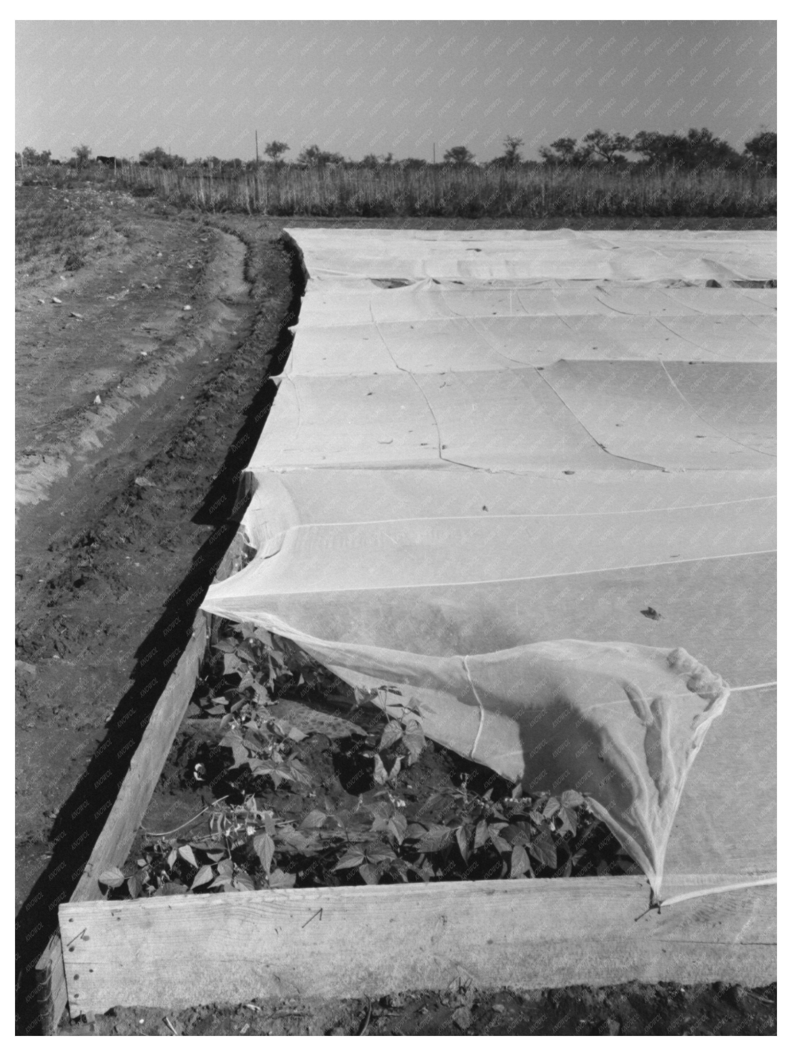 Vintage Garden on Truck Farm San Angelo Texas 1939