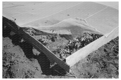 Vintage Frame Garden in Tom Green County Texas 1939