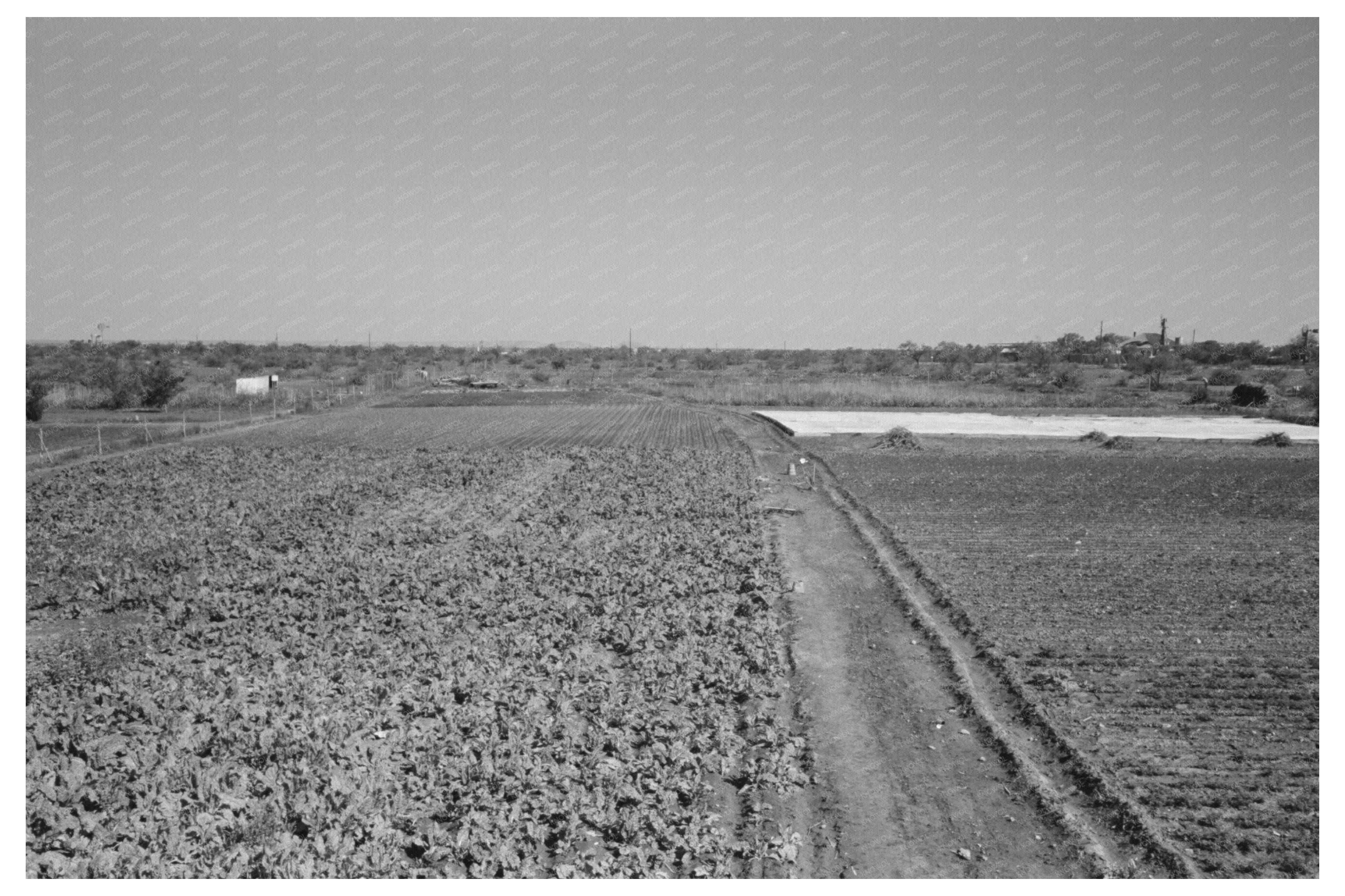 Vintage 1939 Truck Farm near San Angelo Texas