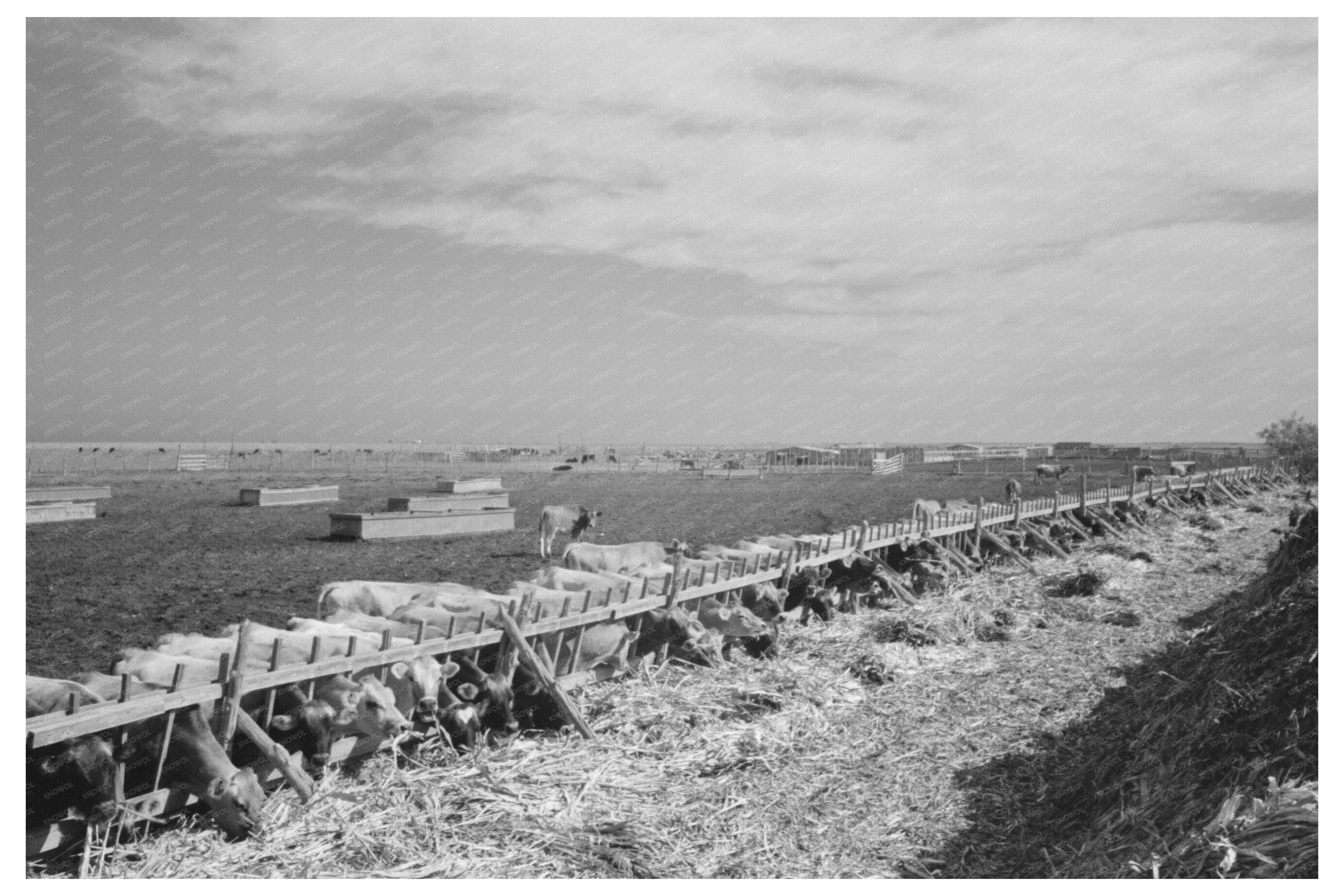 Vintage 1939 Photo of Mass Feeding Cows in Texas