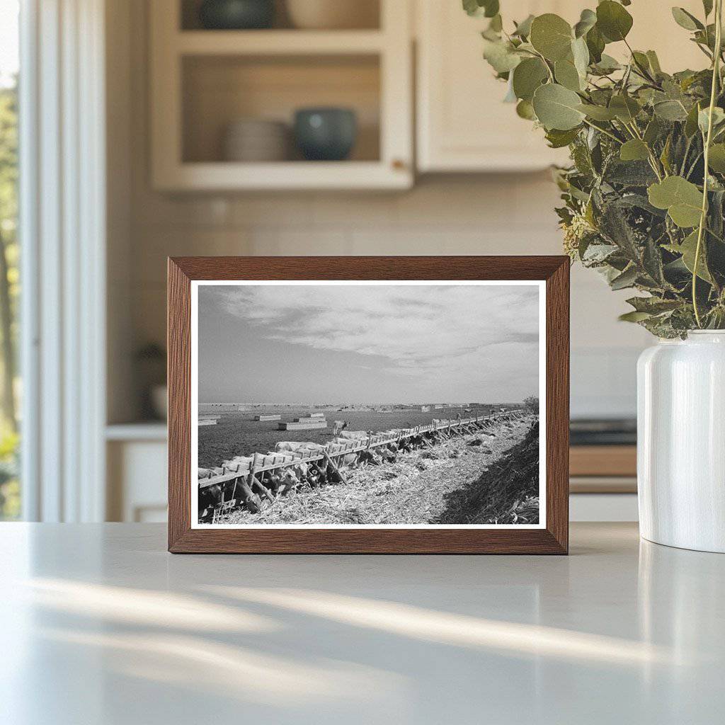 Vintage 1939 Photo of Mass Feeding Cows in Texas