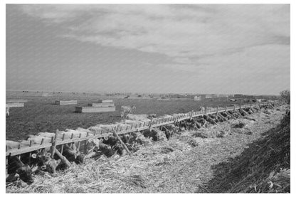 Mass Feeding of Dairy Cows Tom Green County Texas 1939