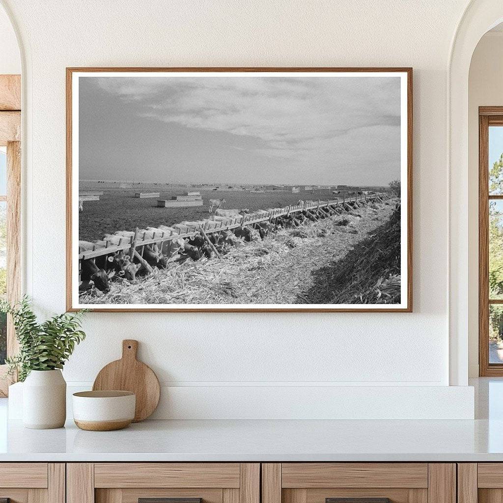 Mass Feeding of Dairy Cows Tom Green County Texas 1939