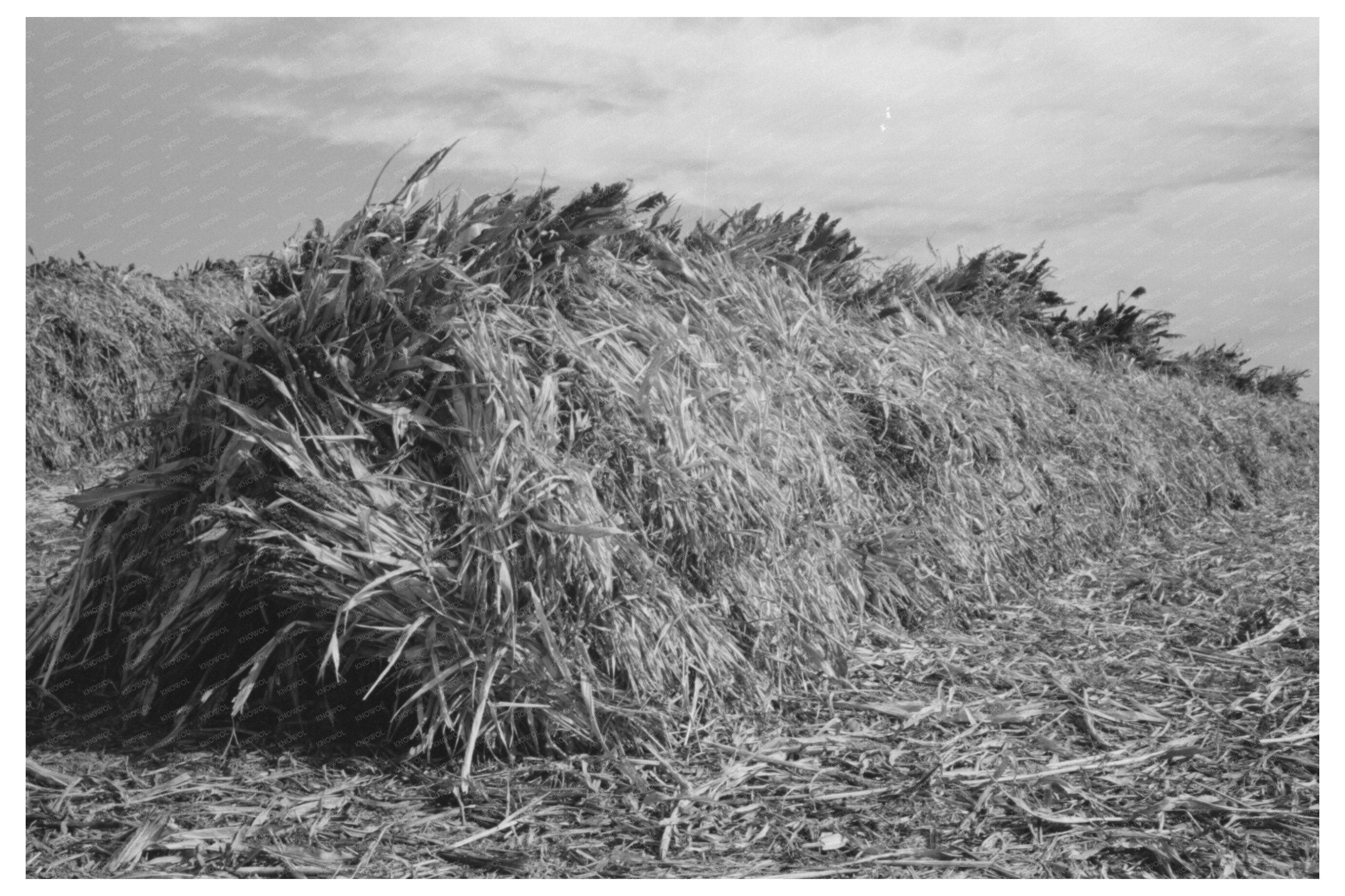 Kaffir Corn Livestock Feed Stack Tom Green County 1939