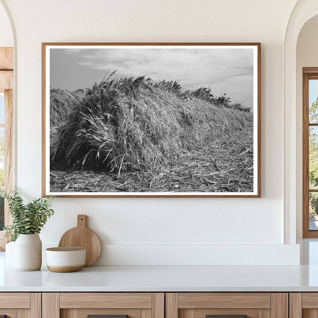 Kaffir Corn Livestock Feed Stack Tom Green County 1939