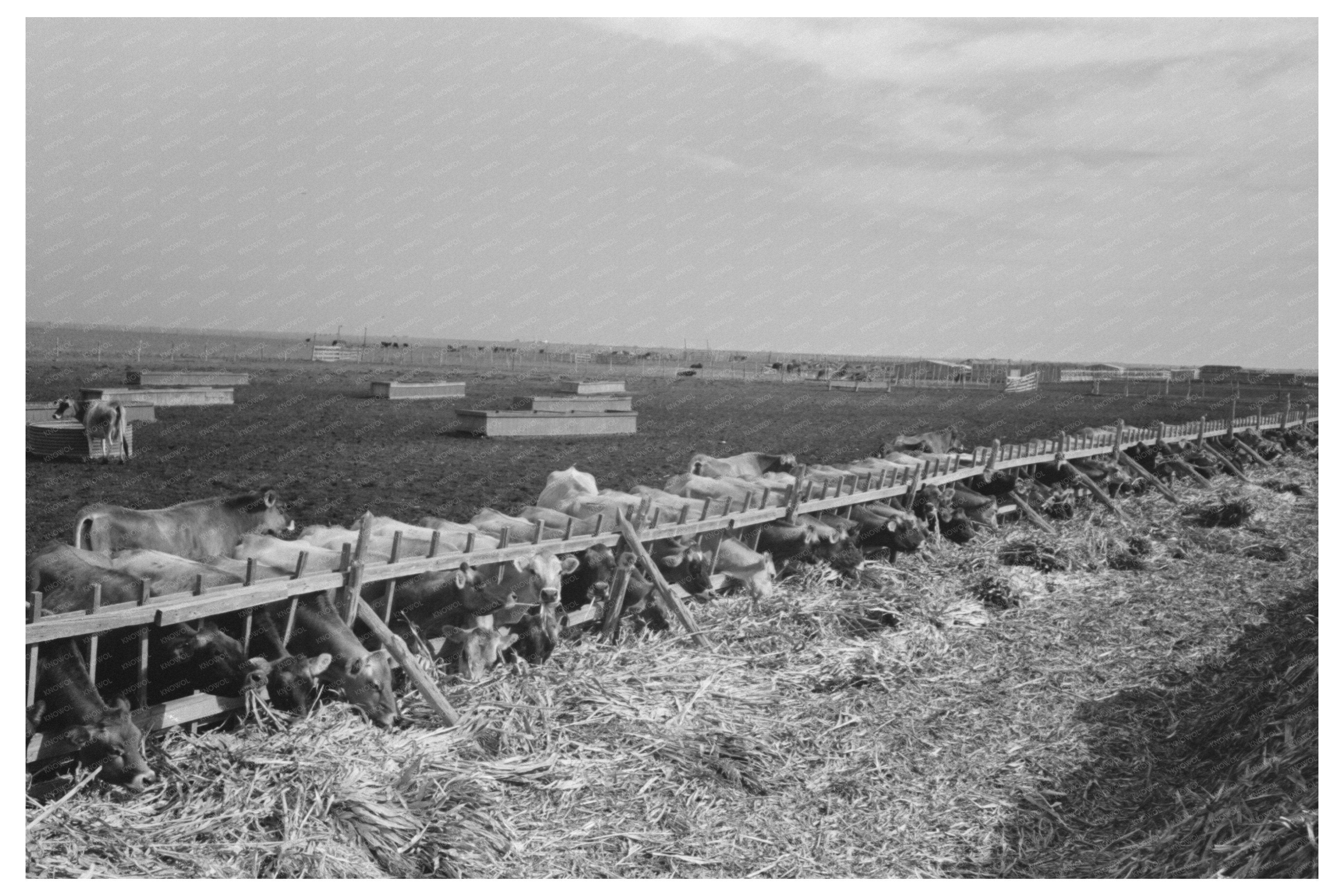 Mass Feeding of Cows in Tom Green County Texas 1939