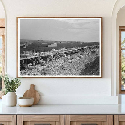 Mass Feeding of Cows in Tom Green County Texas 1939